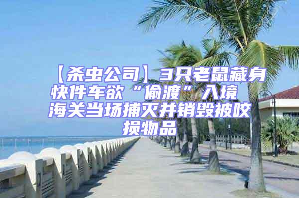 【殺蟲(chóng)公司】3只老鼠藏身快件車(chē)欲“偷渡”入境 海關(guān)當(dāng)場(chǎng)捕滅并銷(xiāo)毀被咬損物品