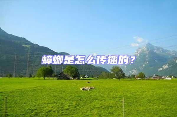 蟑螂是怎么傳播的?