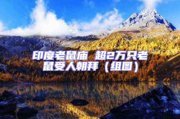 印度老鼠廟 超2萬(wàn)只老鼠受人朝拜(組圖)