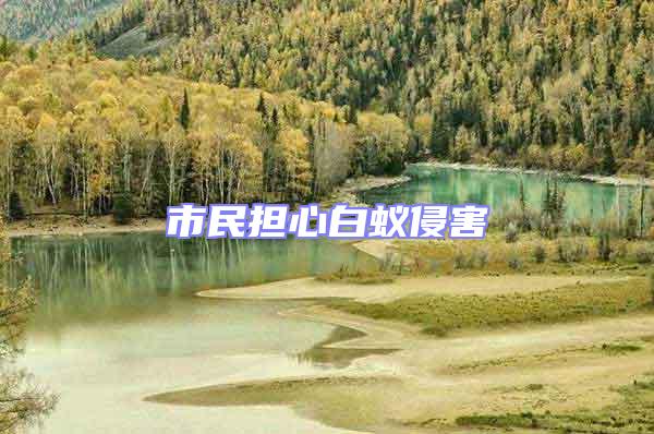 市民擔心白蟻侵害