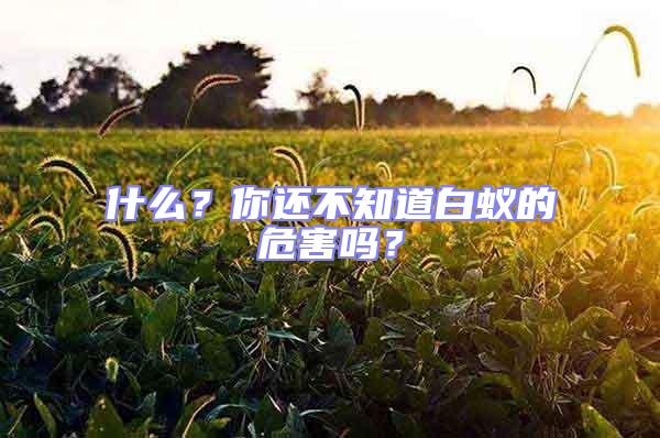 什么?你還不知道白蟻的危害嗎?