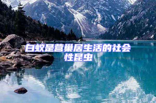 白蟻是營(yíng)巢居生活的社會(huì)性昆蟲