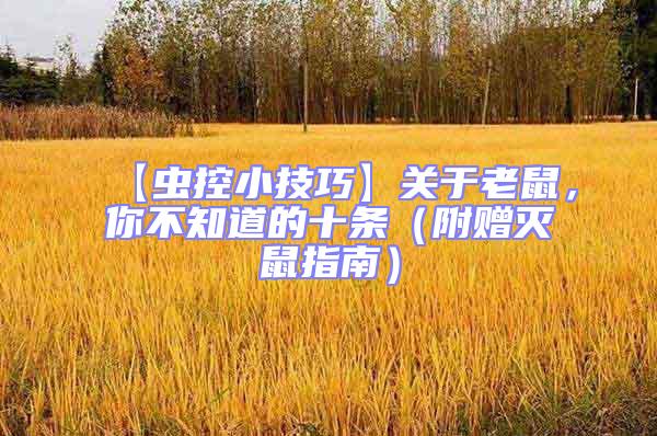【蟲控小技巧】關(guān)于老鼠,你不知道的十條(附贈(zèng)滅鼠指南)