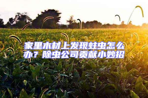 家里木材上發(fā)現(xiàn)蛀蟲怎么辦?除蟲公司貢獻小妙招