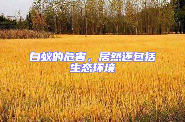 白蟻的危害,居然還包括生態(tài)環(huán)境