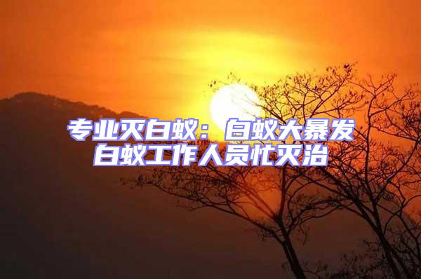 專業滅白蟻:白蟻大暴發白蟻工作人員忙滅治