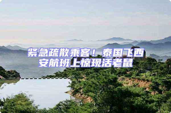 緊急疏散乘客!泰國飛西安航班上驚現(xiàn)活老鼠