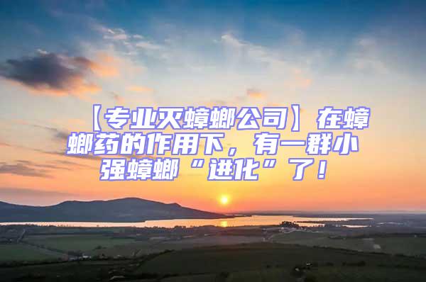 【專業(yè)滅蟑螂公司】在蟑螂藥的作用下，有一群小強蟑螂“進化”了！