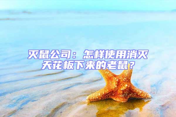 滅鼠公司:怎樣使用消滅天花板下來的老鼠?