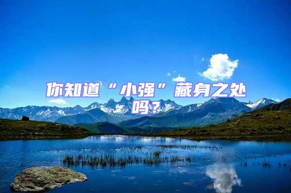 你知道“小強”藏身之處嗎？