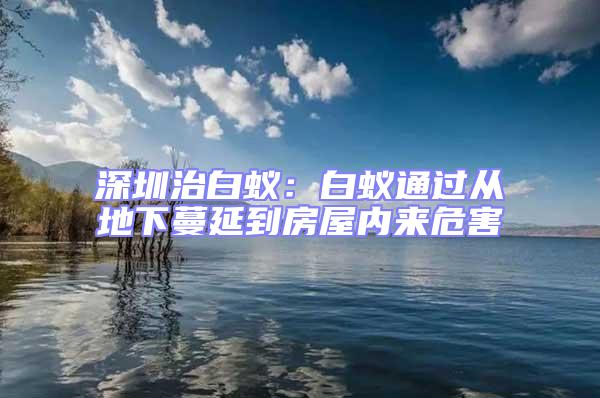 深圳治白蟻:白蟻通過(guò)從地下蔓延到房屋內(nèi)來(lái)危害