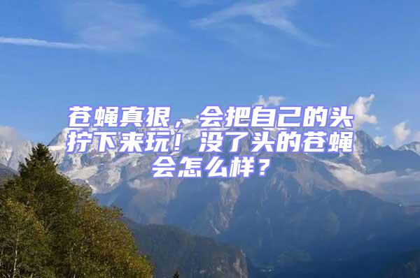 蒼蠅真狠,會把自己的頭擰下來玩!沒了頭的蒼蠅會怎么樣?