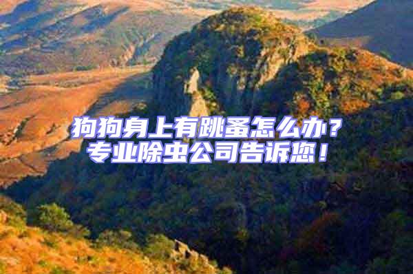 狗狗身上有跳蚤怎么辦？專業(yè)除蟲公司告訴您！