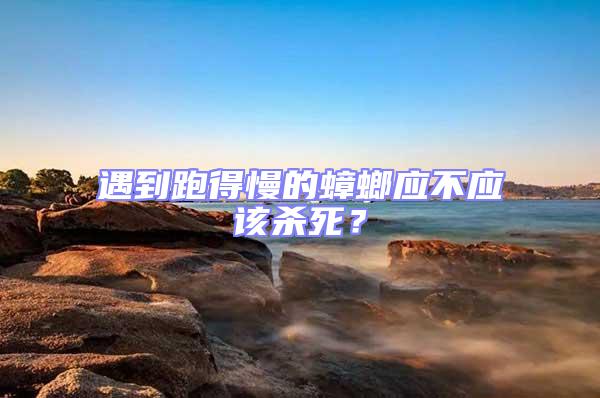 遇到跑得慢的蟑螂應不應該殺死?