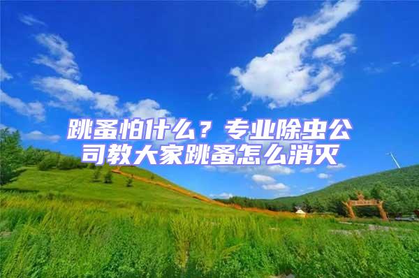 跳蚤怕什么?專業(yè)除蟲公司教大家跳蚤怎么消滅