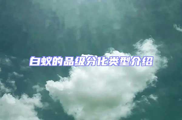 白蟻的品級(jí)分化類型介紹