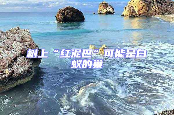 樹(shù)上“紅泥巴”可能是白蟻的巢