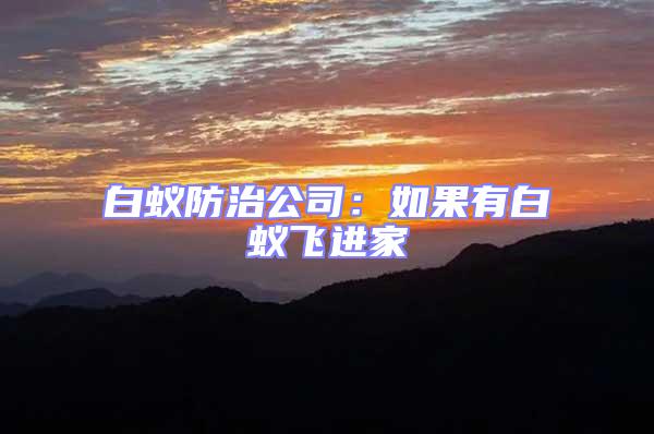 白蟻防治公司:如果有白蟻飛進家
