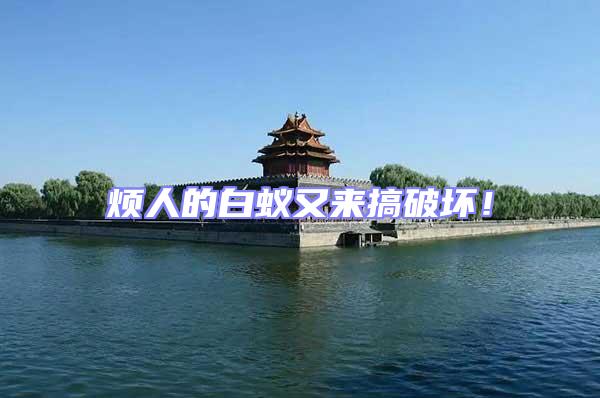 煩人的白蟻又來搞破壞!
