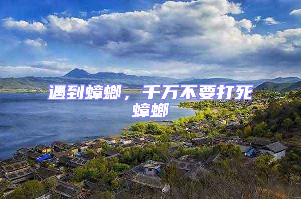 遇到蟑螂，千萬不要打死蟑螂