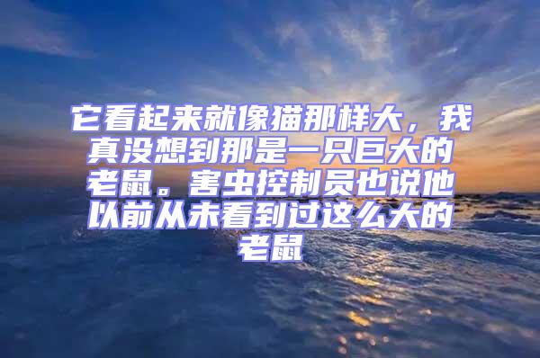 它看起來就像貓那樣大，我真沒想到那是一只巨大的老鼠。害蟲控制員也說他以前從未看到過這么大的老鼠