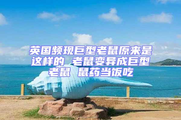 英國頻現(xiàn)巨型老鼠原來是這樣的 老鼠變異成巨型老鼠 鼠藥當(dāng)飯吃