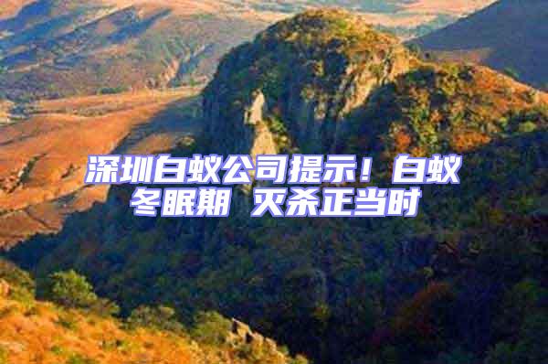 深圳白蟻公司提示!白蟻冬眠期 滅殺正當時