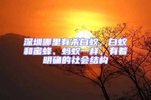 深圳哪里有殺白蟻,白蟻和蜜蜂、螞蟻一樣,有著明確的社會結構