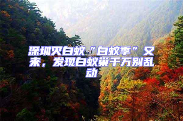 深圳滅白蟻“白蟻季”又來,發現白蟻巢千萬別亂動