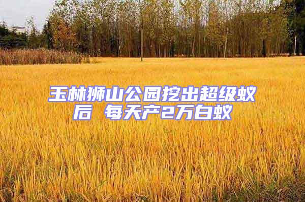 玉林獅山公園挖出超級(jí)蟻后 每天產(chǎn)2萬(wàn)白蟻