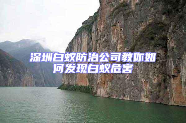 深圳白蟻防治公司教你如何發(fā)現(xiàn)白蟻危害
