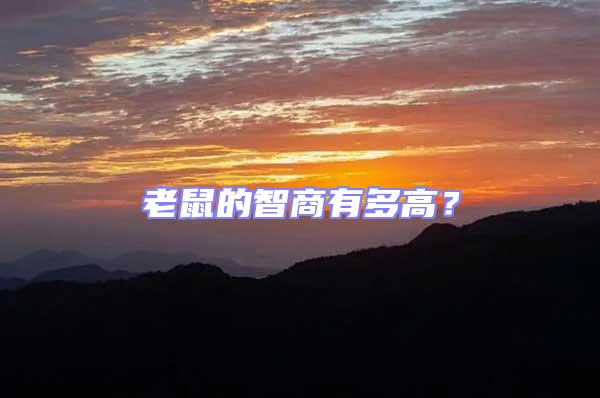 老鼠的智商有多高？