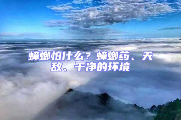 蟑螂怕什么?蟑螂藥、天敵、干凈的環(huán)境