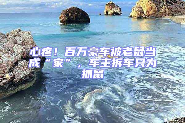 心疼！百萬豪車被老鼠當成“家”，車主拆車只為抓鼠