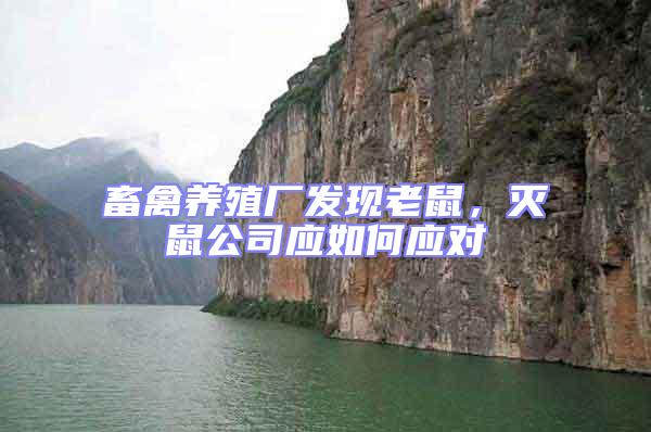 畜禽養殖廠發現老鼠,滅鼠公司應如何應對