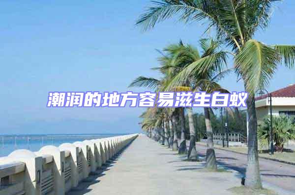 潮潤(rùn)的地方容易滋生白蟻
