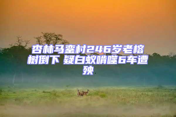 杏林馬鑾村246歲老榕樹(shù)倒下　疑白蟻啃噬6車遭殃