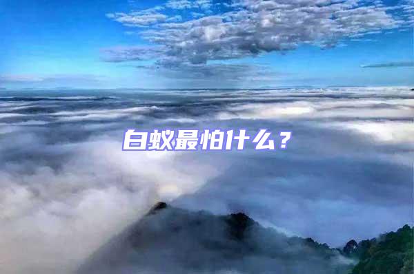 白蟻最怕什么?