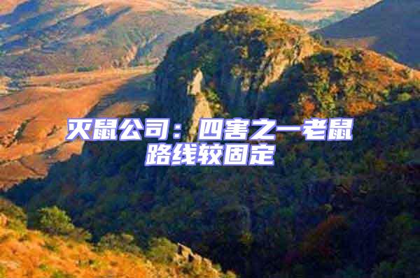 滅鼠公司:四害之一老鼠路線較固定