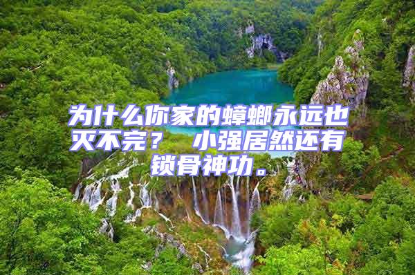 為什么你家的蟑螂永遠(yuǎn)也滅不完? 小強(qiáng)居然還有鎖骨神功。