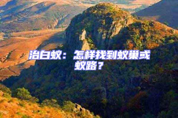 治白蟻:怎樣找到蟻巢或蟻路?