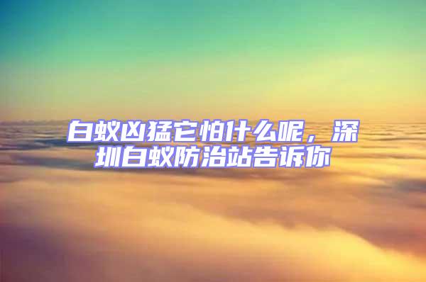 白蟻兇猛它怕什么呢,深圳白蟻防治站告訴你