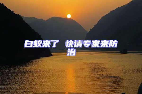 白蟻來(lái)了 快請(qǐng)專(zhuān)家來(lái)防治