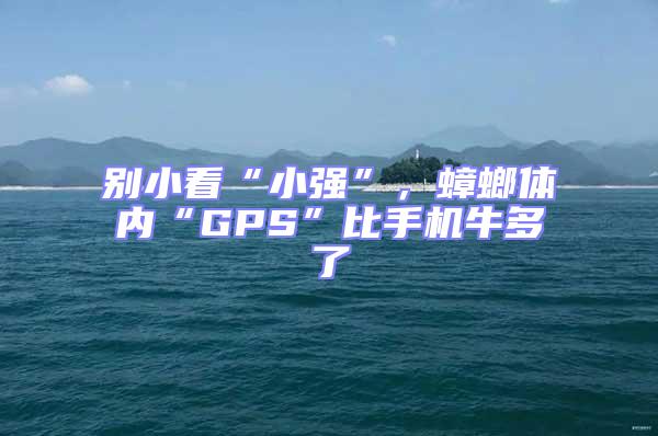 別小看“小強”,蟑螂體內“GPS”比手機牛多了