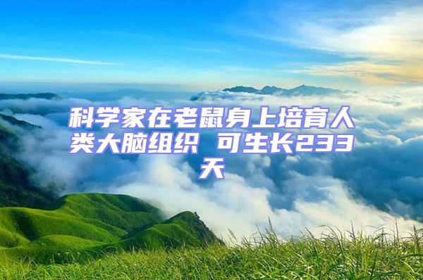 科學(xué)家在老鼠身上培育人類大腦組織 可生長(zhǎng)233天