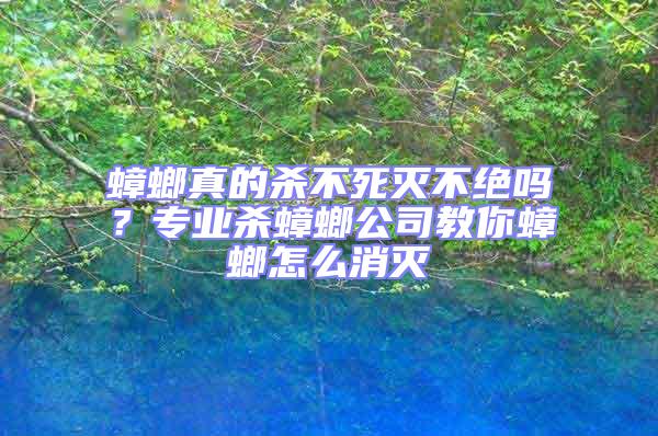蟑螂真的殺不死滅不絕嗎?專業殺蟑螂公司教你蟑螂怎么消滅
