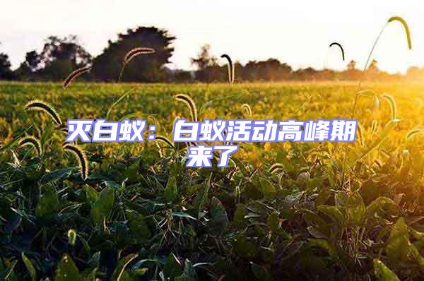 滅白蟻:白蟻活動(dòng)高峰期來了