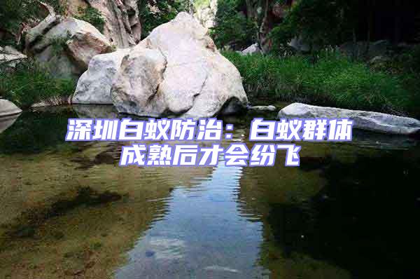 深圳白蟻防治:白蟻群體成熟后才會(huì)紛飛