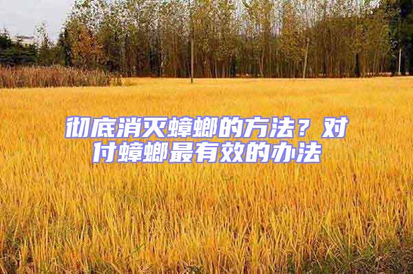 徹底消滅蟑螂的方法?對付蟑螂最有效的辦法