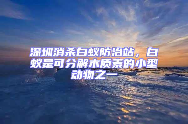 深圳消殺白蟻防治站,白蟻是可分解木質(zhì)素的小型動(dòng)物之一